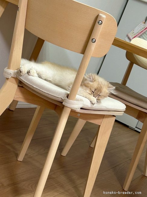 眠たい｜金海　奇聖(かなうみ　きせい)ブリーダー(愛知県・ブリティッシュショートヘアなど・ICC登録)の紹介写真10