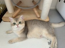 ブリティッシュショートヘア【・男の子・2024年9月5日・ブルーゴールデン】