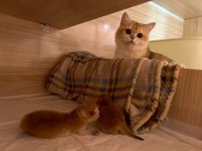 ブリティッシュショートヘア【・女の子・2024年5月30日・ゴールデン】