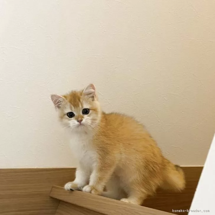 ID：2509-02483の子猫