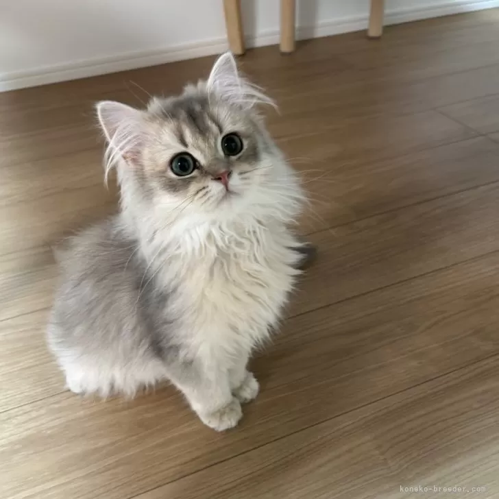 ID：2601-00061の子猫