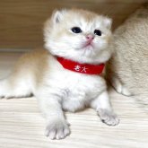 ブリティッシュショートヘア