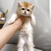 ブリティッシュショートヘア