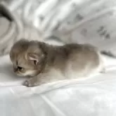 ブリティッシュショートヘア【愛知県・女の子・2025年12月11日・ブルーゴールデン】の写真3「頭が丸々、魚団子みたいですね」