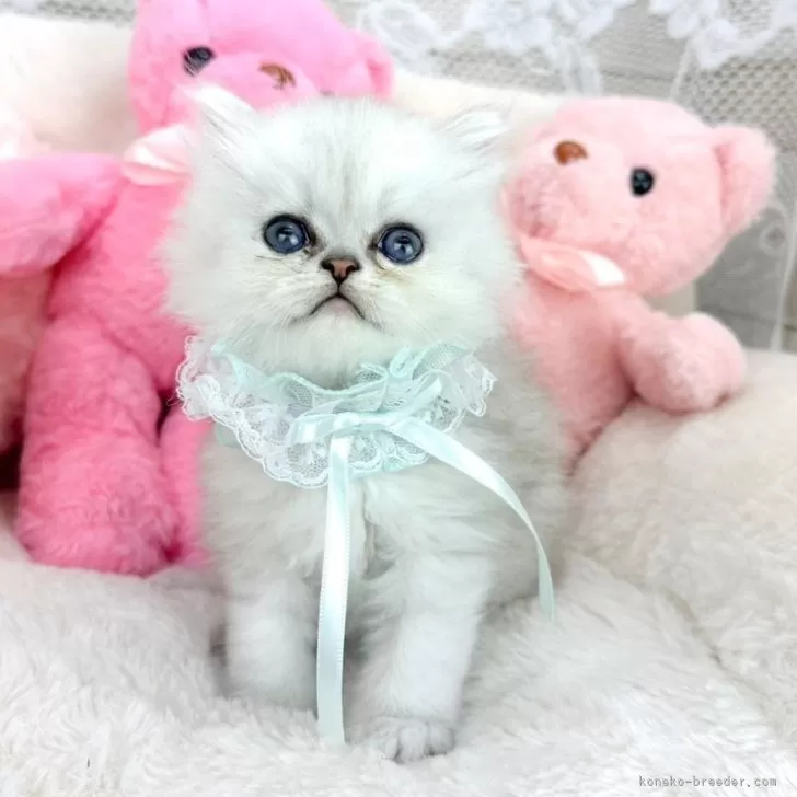 ID：2404-00865の子猫