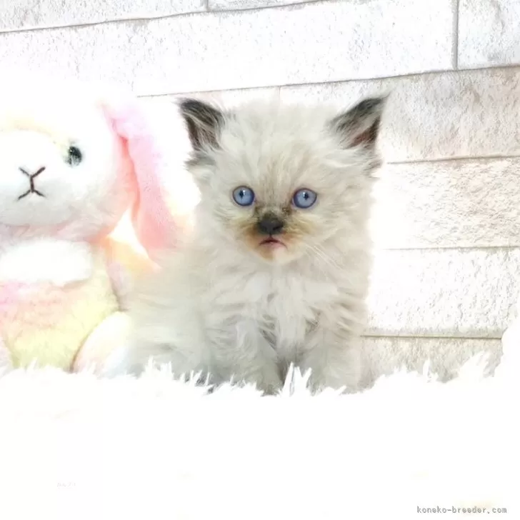 ID:2403-02960の子猫