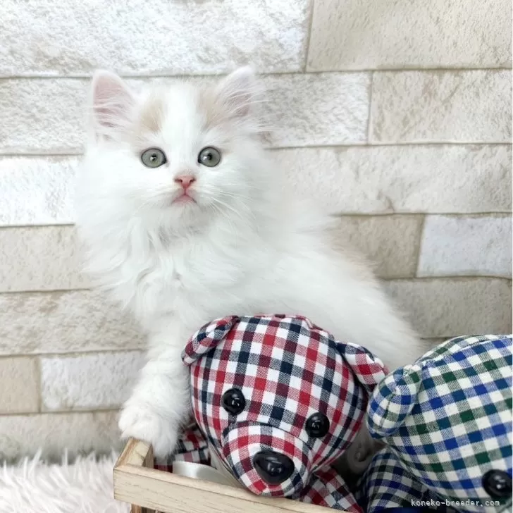 ID:2403-01297の子猫