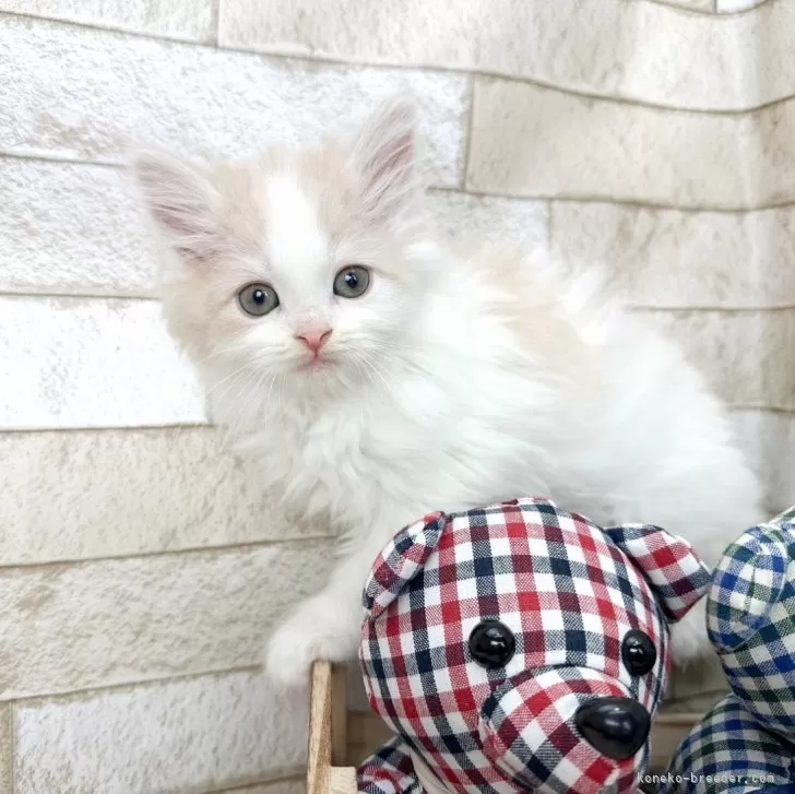 ID：2403-01296の子猫