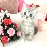 マンチカン(長足)【滋賀県・男の子・2024年11月4日・シルバータビー】の写真1