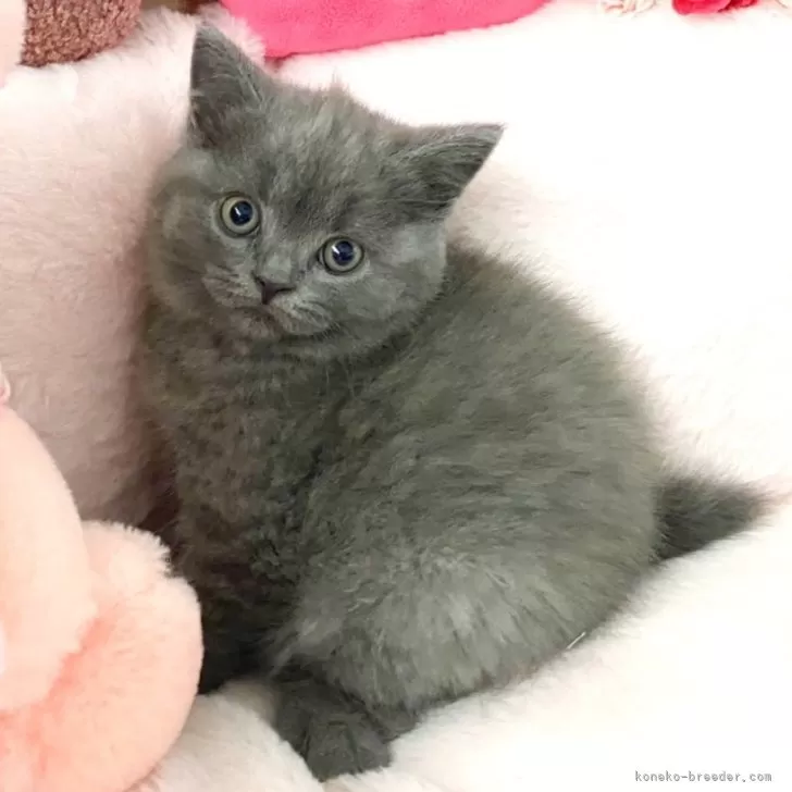 ID:2501-02683の子猫