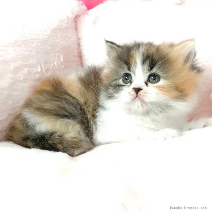 ID:2505-00279の子猫