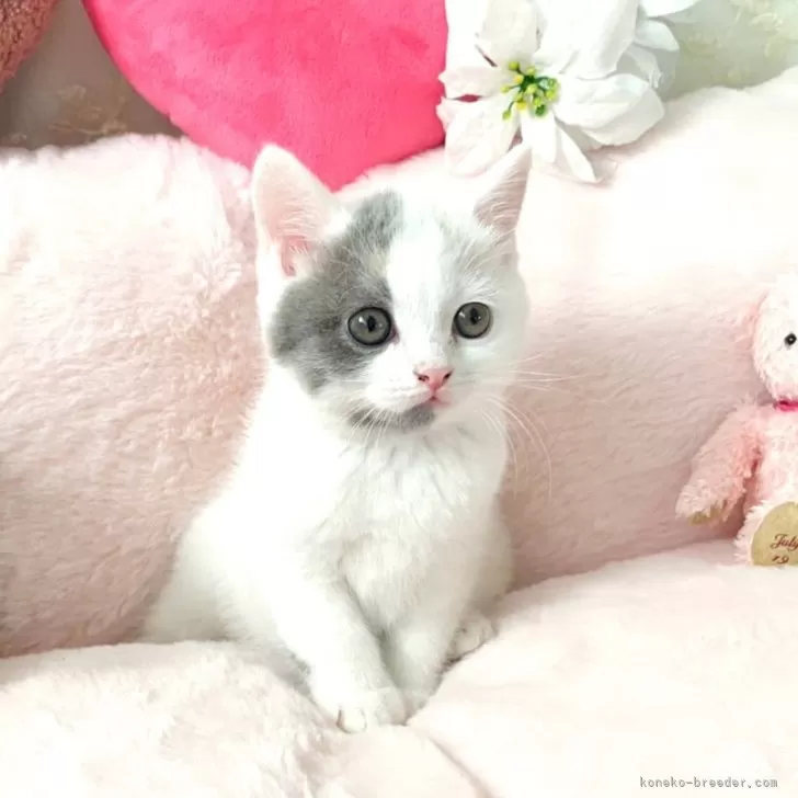 ID：2505-00282の子猫