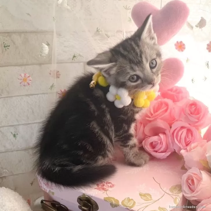 ID:2501-01339の子猫