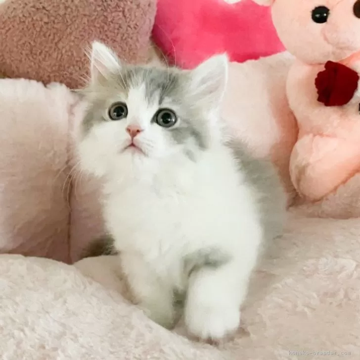 トモ 様のお迎えした子猫