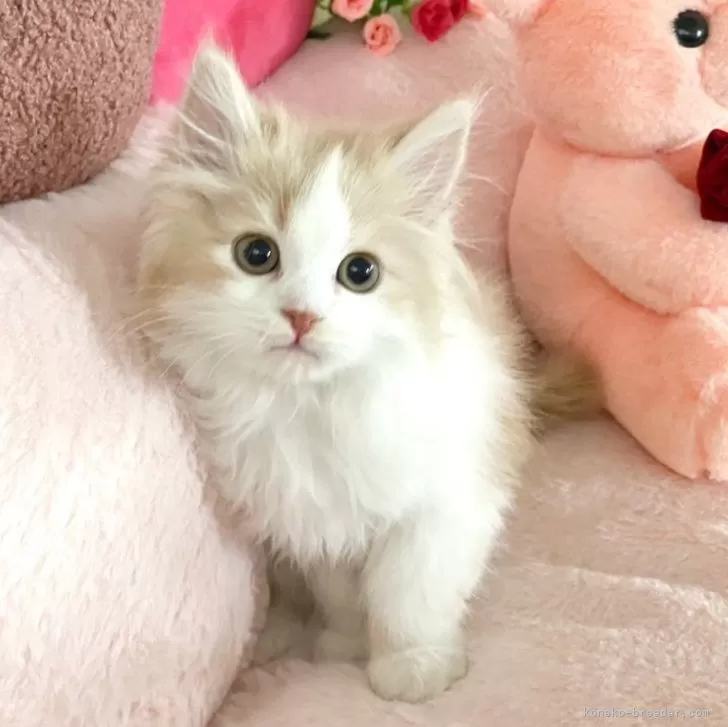 M.N 様のお迎えした子猫