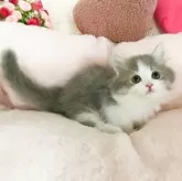 ミヌエット(短足)