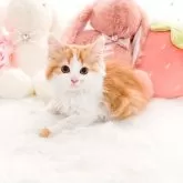 スコティッシュフォールド(立ち耳)