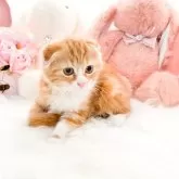 スコティッシュフォールド(折れ耳)【滋賀県・男の子・2025年5月4日・レッドタビーアンドホワイト】の写真2