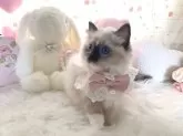 ラグドール【滋賀県・女の子・2024年11月28日・シールポイントミデッド】の写真3