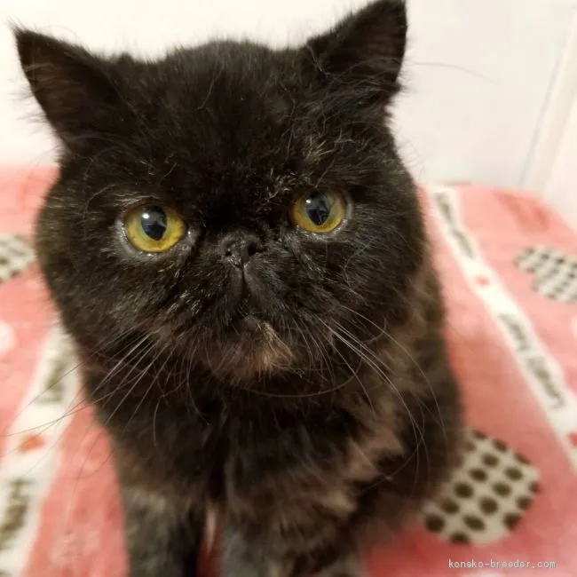 ID:2009-01145の子猫