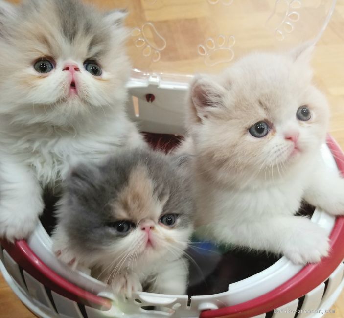 当キャッテリーの子猫ちゃんです😊｜柳瀬　春樹(やなせ　はるき)ブリーダー(京都府・エキゾチックショートヘアなど・JABC登録)の紹介写真5