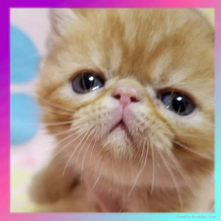 ID:2405-00487の子猫