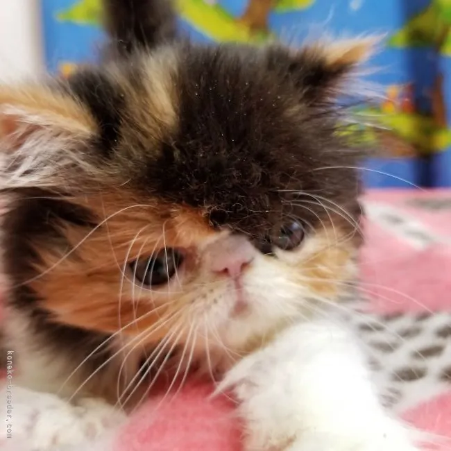 ID：2205-00919の子猫