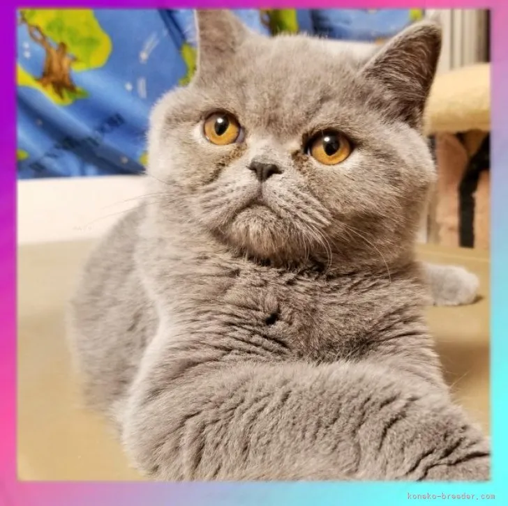 ID：2307-01897の子猫