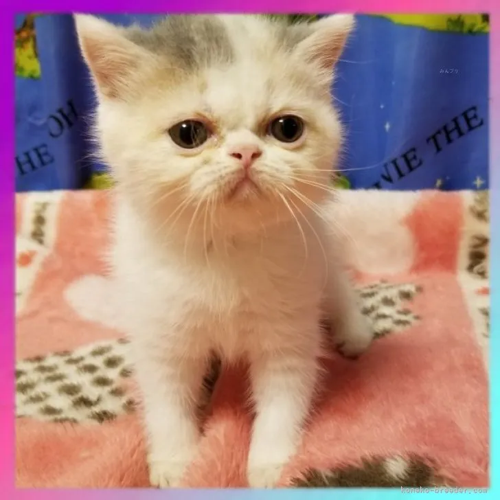 ID：2310-00846の子猫