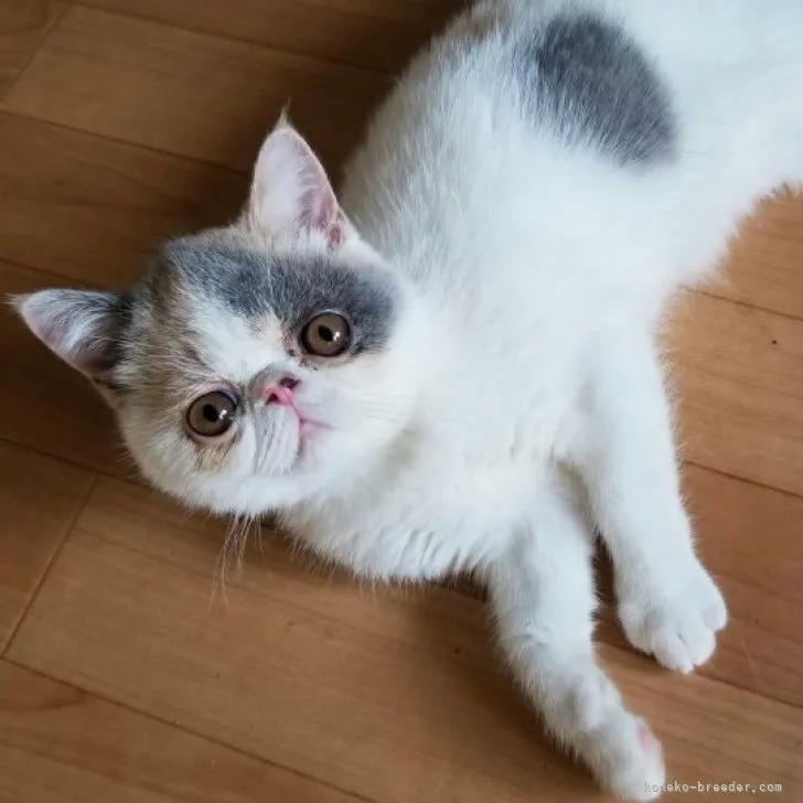 ID:2304-00926の子猫