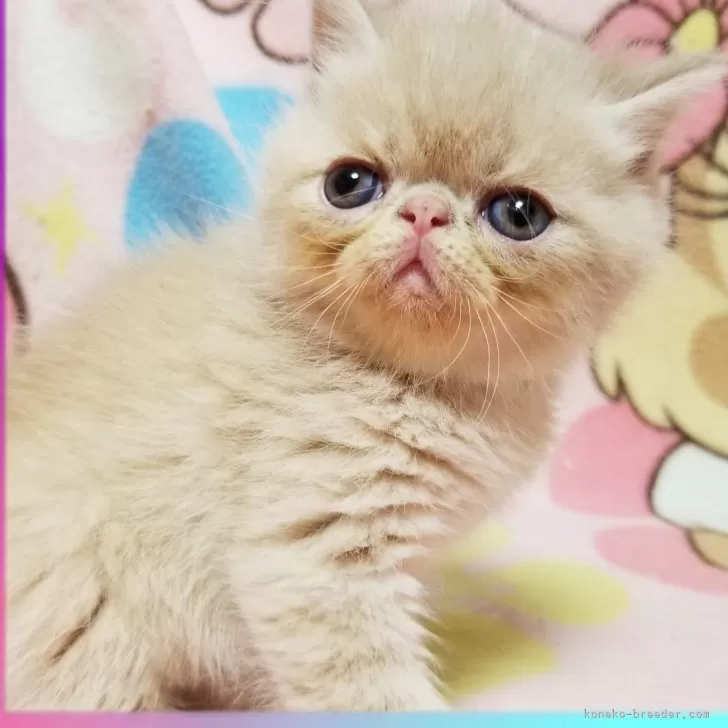 ID：2405-00485の子猫
