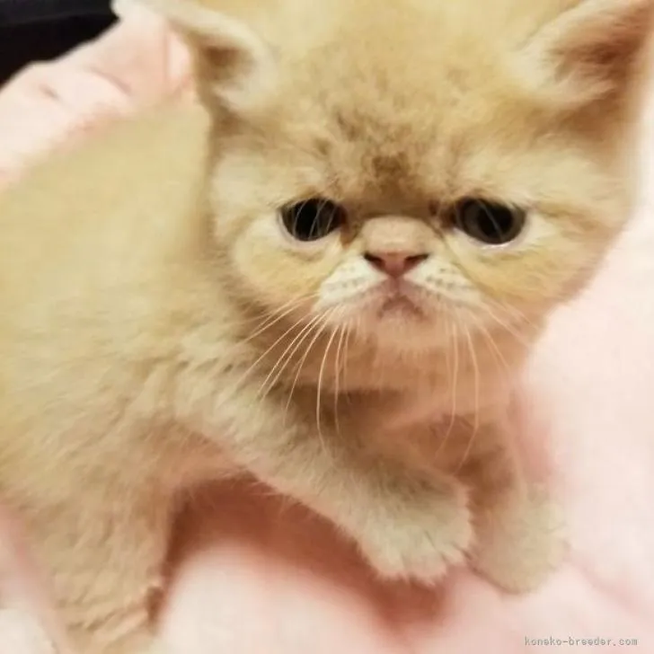 Y.Y 様のお迎えした子猫