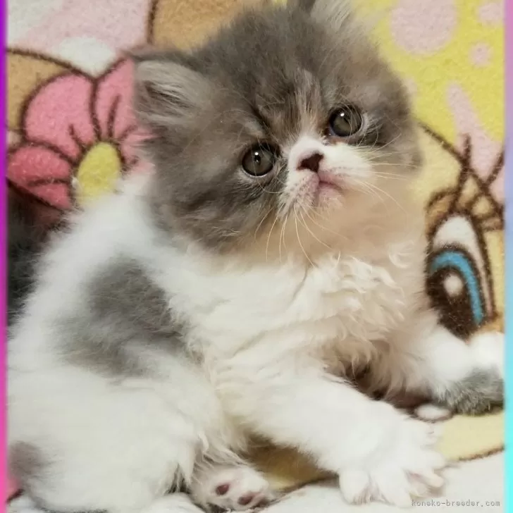 ID:2404-02492の子猫