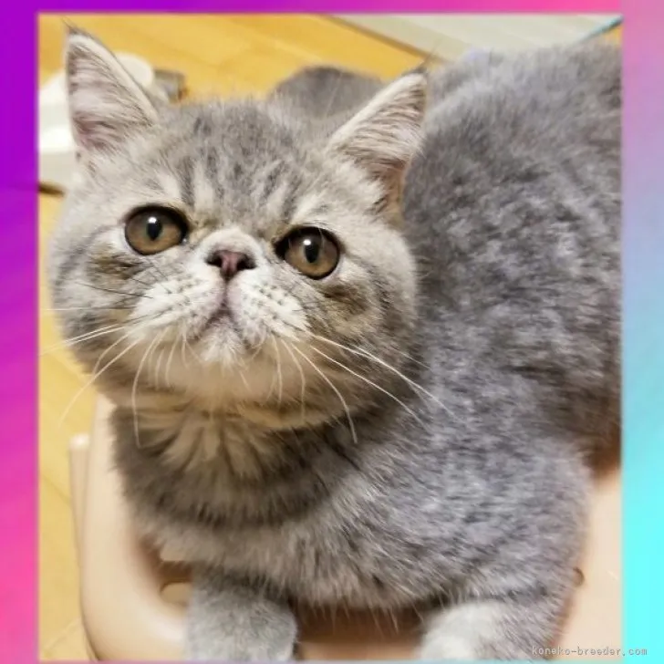 ID：2308-02362の子猫
