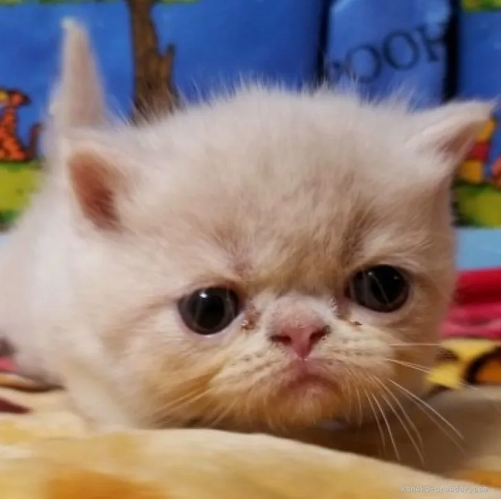 M.N 様のお迎えした子猫