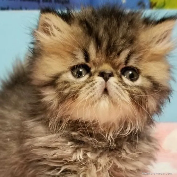 ID:2303-00129の子猫