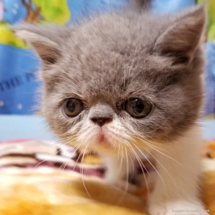 ID：2307-00453の子猫