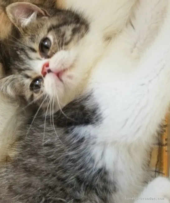 ID：2205-00917の子猫