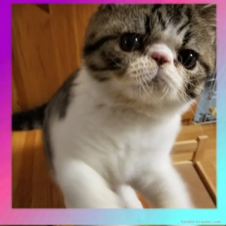 ID：2307-01881の子猫