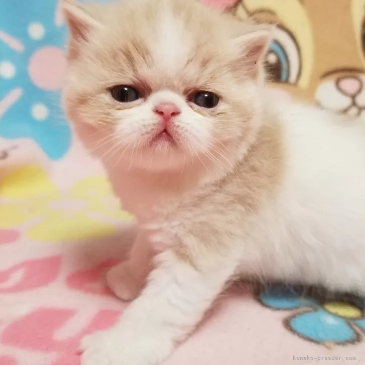 ID:2402-00779の子猫