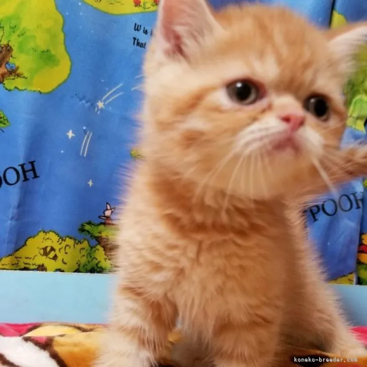 ID:2307-00508の子猫