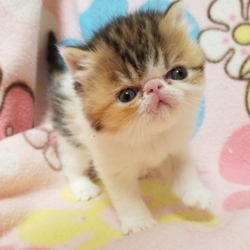 エキゾチックショートヘア【京都府・女の子・2024年1月6日・キャリコ（ショートヘア）】の写真「おっとりで可愛い女の子です😊💗」