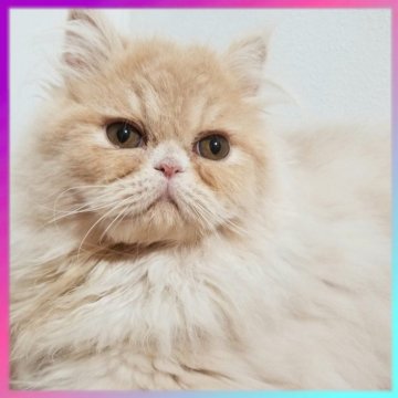 エキゾチックショートヘア【京都府・女の子・2024年5月19日・クリーム（⭐️ロングヘア⭐️）】の写真「人気カラーのクリームちゃんです☺️💓」