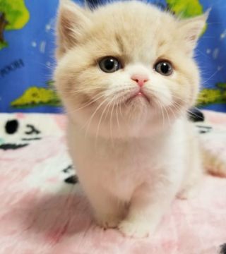 エキゾチックショートヘア【京都府・男の子・2021年11月22日・クリーム&ホワイト（ショートヘア）】の写真「可愛いお顔の元気いっぱいの男の子です😊🎶」