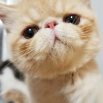 エキゾチックショートヘア【京都府・男の子・2022年3月12日・クリーム（ショートヘア）】の写真「可愛い大きなタレ目チャームポイントです😍💗」