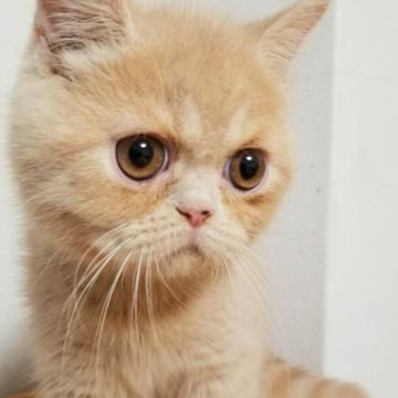 エキゾチックショートヘア【京都府・男の子・2022年3月12日・クリーム（ショートヘア）】の写真「ぬいぐるみのような可愛い男の子です😍💗」