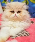 エキゾチックショートヘア【京都府・男の子・2022年1月8日・クリーム&ホワイト】の写真2