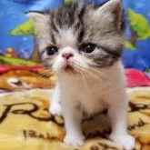 エキゾチックショートヘア【京都府・男の子・2023年6月6日・ブラウンタビー&ホワイト】の写真4