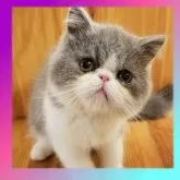 エキゾチックショートヘア【京都府・男の子・2023年6月12日・ブルー&ホワイト】の写真5