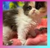 エキゾチックショートヘア【京都府・女の子・2023年8月15日・キャリコ】の写真5